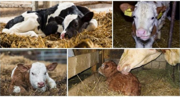 Co dělat, když tele nežere a nepije a jak mláďata správně krmit